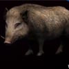 FarCry 4 zvířata