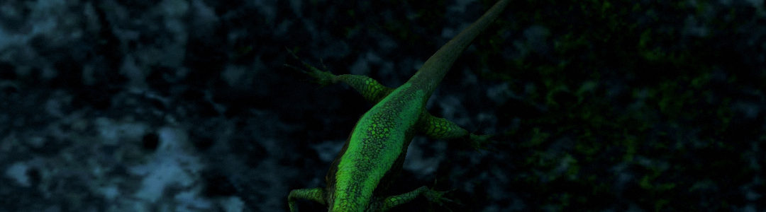 King Min's Kyrat - Japalura