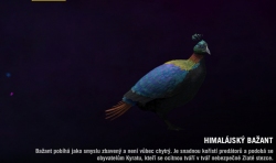 Far cry 4 - Himalájský bažant