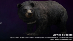 Far cry 4 - Medvěd s bílou hrudí