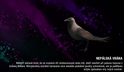 Far cry 4 - Nepálská vrána