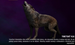 Far cry 4 - Tibetský vlk