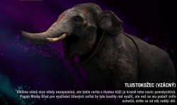 Far cry 4 - Tlustokožec - vzácný
