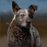 Far Cry 5 Concept Art - Boomer