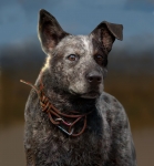 Far Cry 5 Concept Art - Boomer