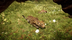 Far Cry Primal zvířata - Jaguár