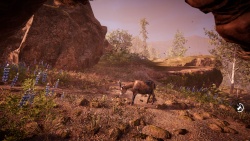 Far Cry Primal zvířata - Koza
