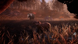 Far Cry Primal zvířata - Tapír
