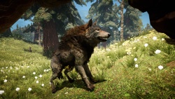 Far Cry Primal zvířata - Vlk